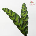 Calathea Insignis / Peacock Leaf 猫眼竹芋 - (Per Bundle)