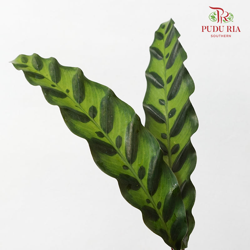 Calathea Insignis / Peacock Leaf 猫眼竹芋 - (Per Bundle)