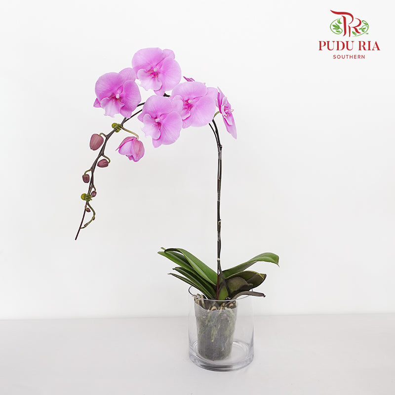 Phalaenopsis Orchid Soft Purple Big Single Stem