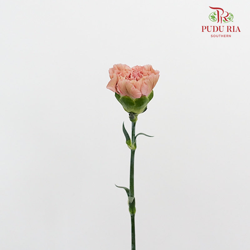 Carnation St Morocco (18-20 Stems) - Pudu Ria Florist Southern