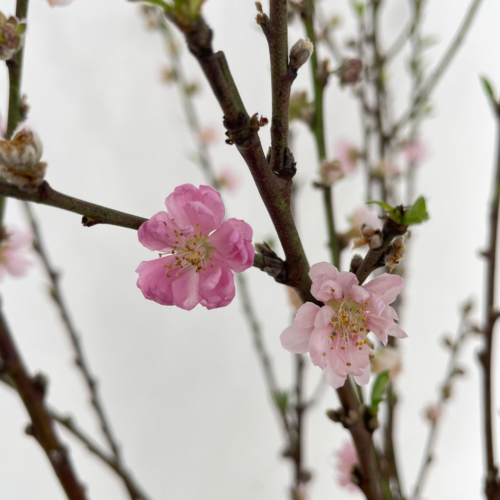 Peach Blossom - (Per Bundle)
