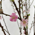 Peach Blossom - (Per Bundle)