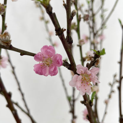 Peach Blossom - (Per Bundle)