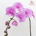 Phalaenopsis Orchid Soft Purple Big Single Stem