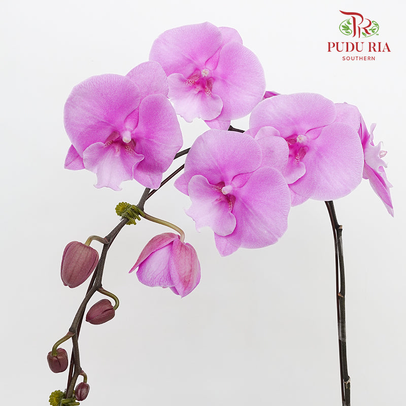 Phalaenopsis Orchid Soft Purple Big Single Stem