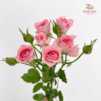 Rose Spray Elegant Lover - (8-10 Stems)