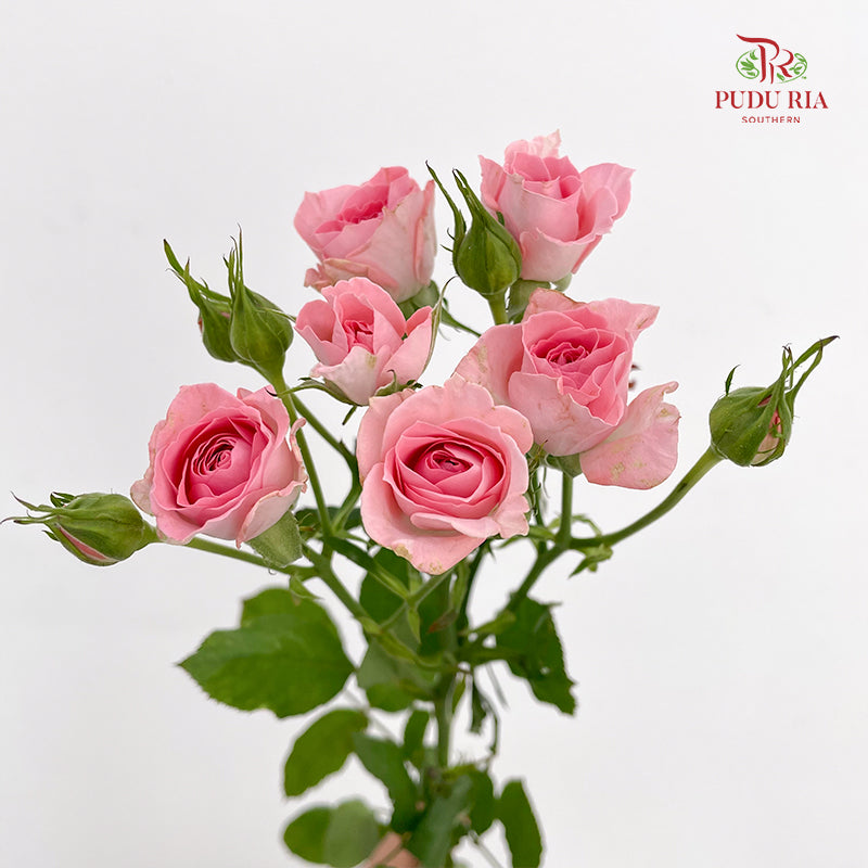 Rose Spray Elegant Lover - (8-10 Stems)