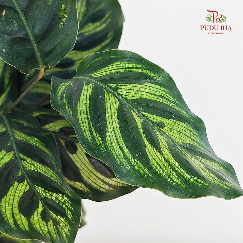 Calathea Makoyana 孔雀竹芋