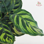 Calathea Makoyana 孔雀竹芋