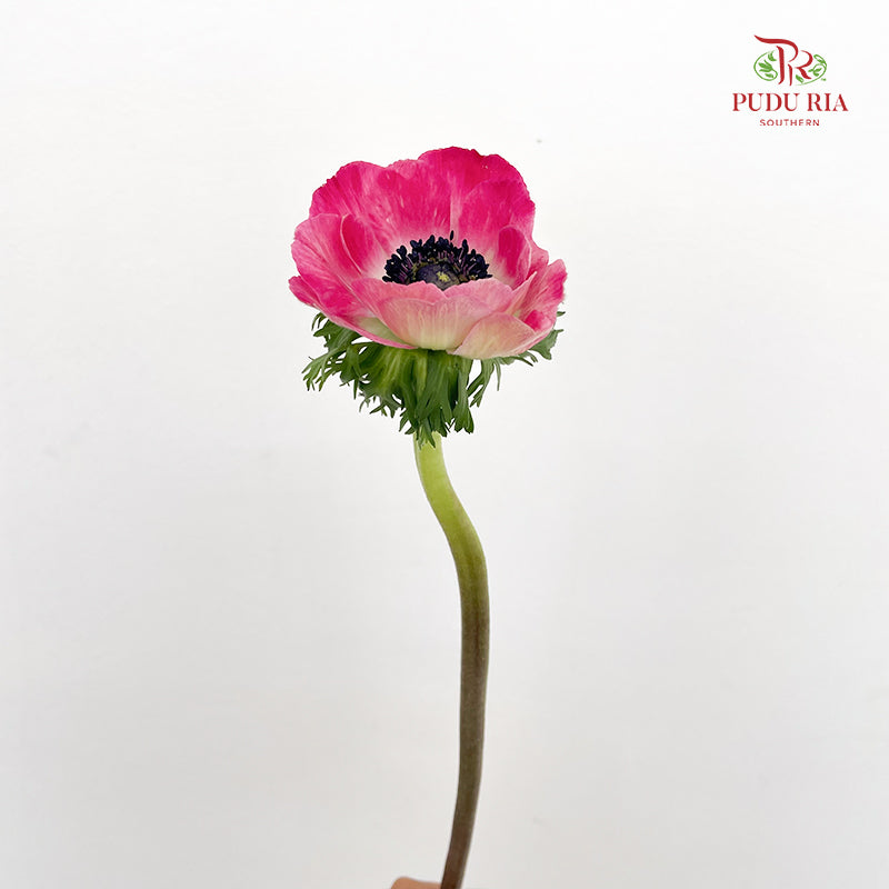 Anemone Hupehensis Red 银莲花 - (Per Bundle)