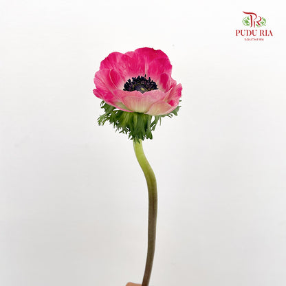 Anemone Hupehensis 银莲花 - (Per Bundle)