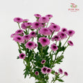 Chrysanthemum Santini / Calimero Mini Button Purple