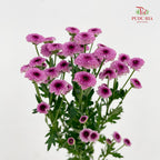 Chrysanthemum Santini / Calimero Mini Button Purple
