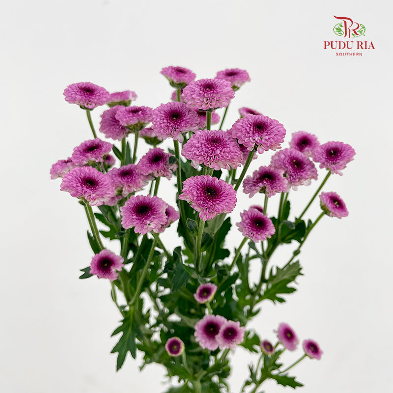Chrysanthemum Santini / Calimero Mini Button Purple