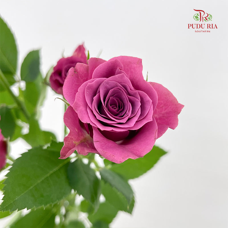 Rose Spray Blue Berry - (8-10 Stems)