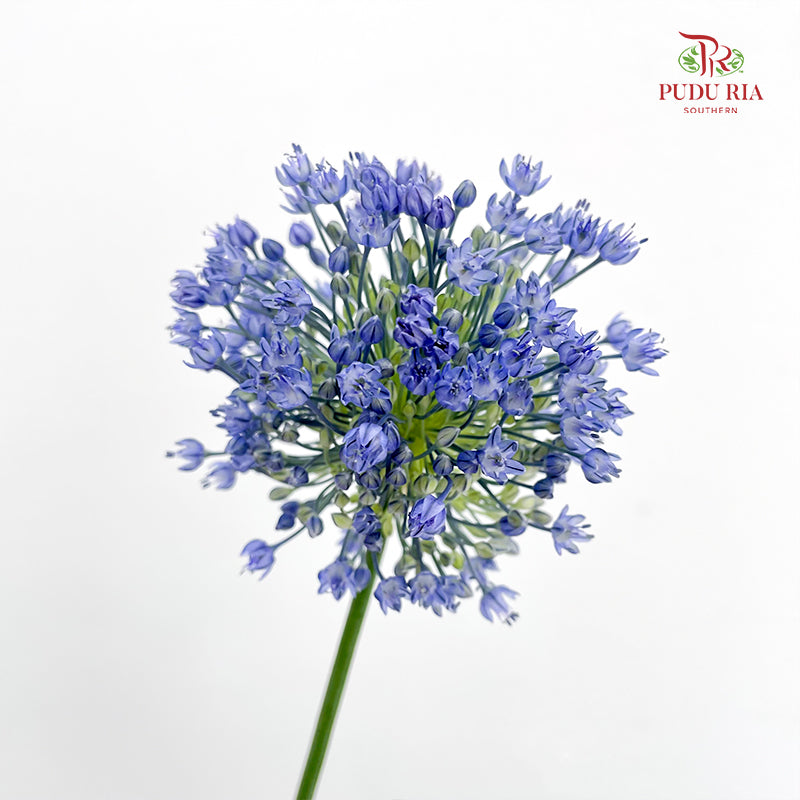Allium Blue Perfume 葱花蓝色香水 - (5 Stems)