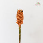 Shampoo Ginger - (2 Stems)