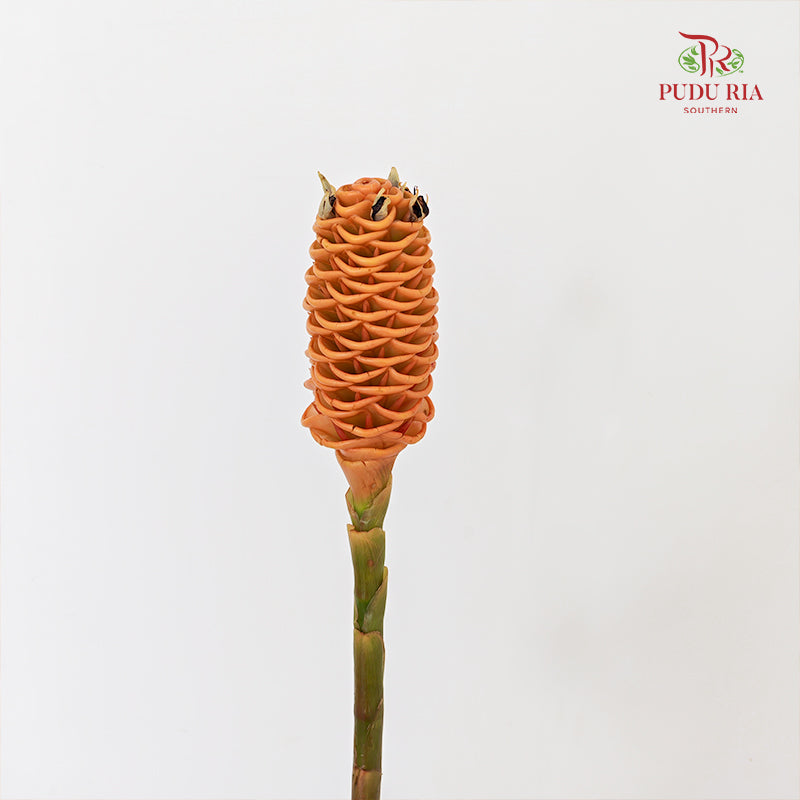Shampoo Ginger - (2 Stems)