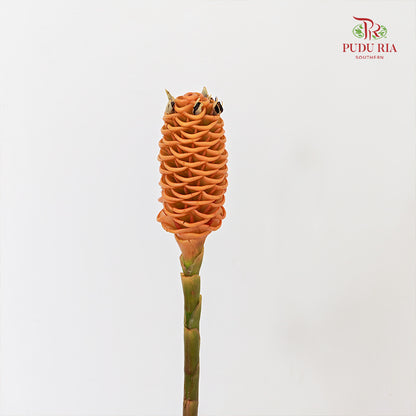 Shampoo Ginger - (2 Stems)