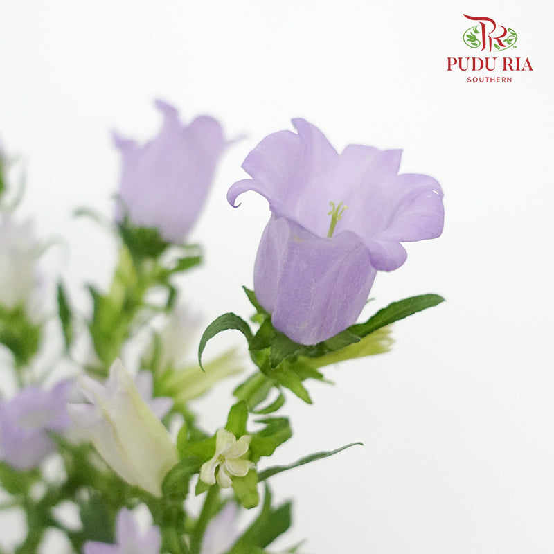 Campanula Purple - 5 Stems - Pudu Ria Florist Southern