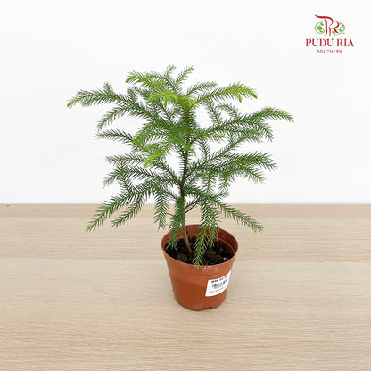 Araucaria Small