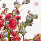 Eucalyptus Nut Red 尤加利果  - (Per Bundle)
