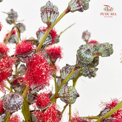 Eucalyptus Nut Red - (Per Bundle)