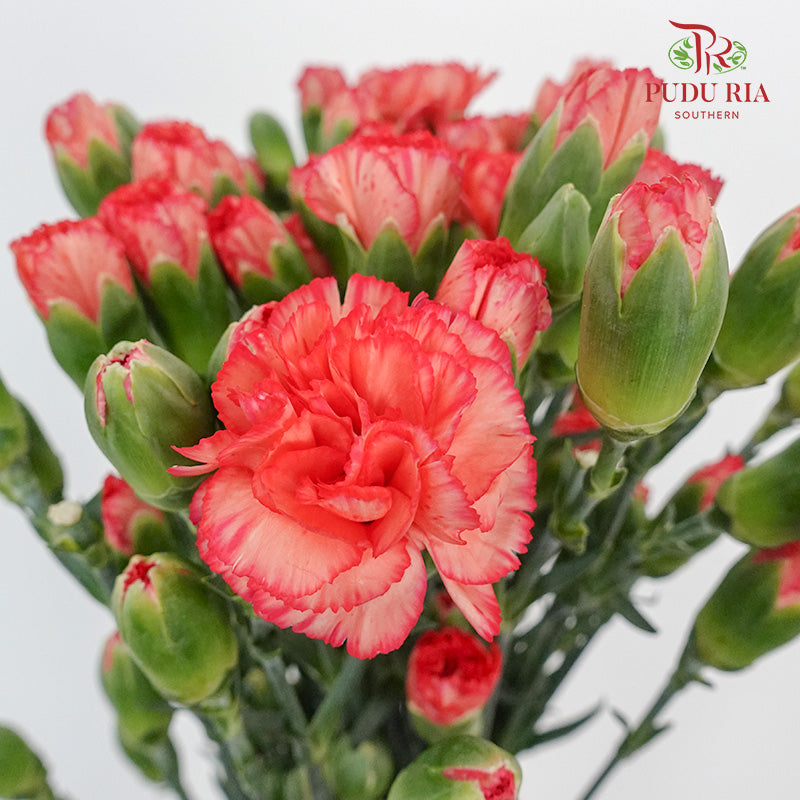 Carnation Spray Dark Orange (18-20 Stems) - Pudu Ria Florist Southern