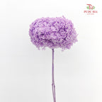 Preservative Hydrangea Purple - Per Stem