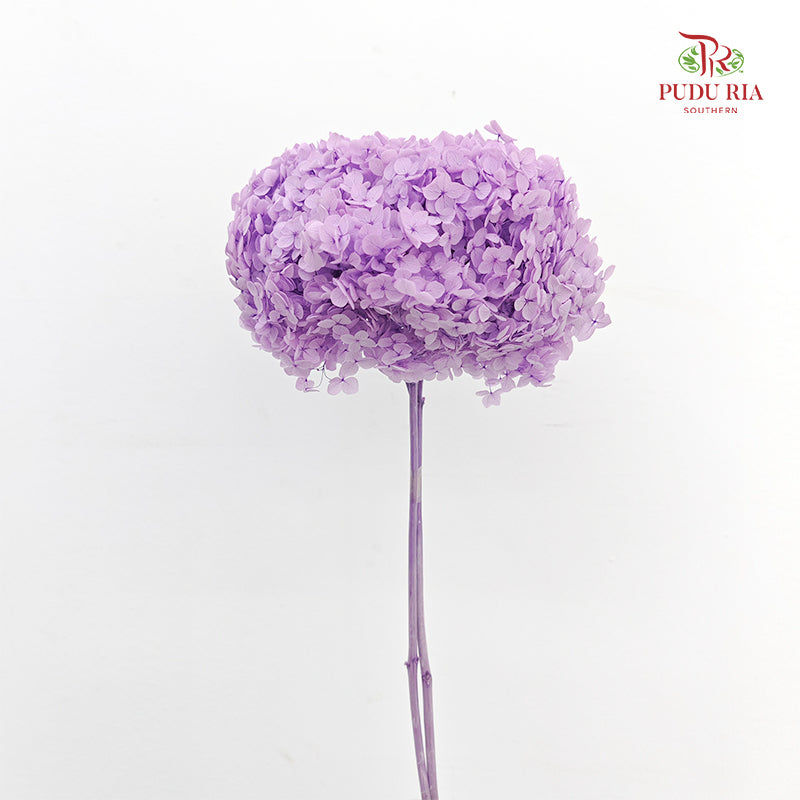 Preservative Hydrangea Purple - Per Stem