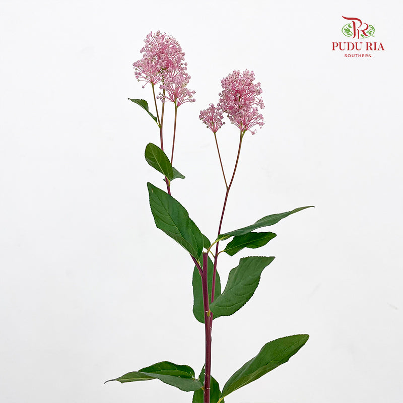 Australia Tea - (Per Bundle)