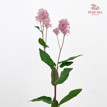 Australia Tea - (Per Bundle)