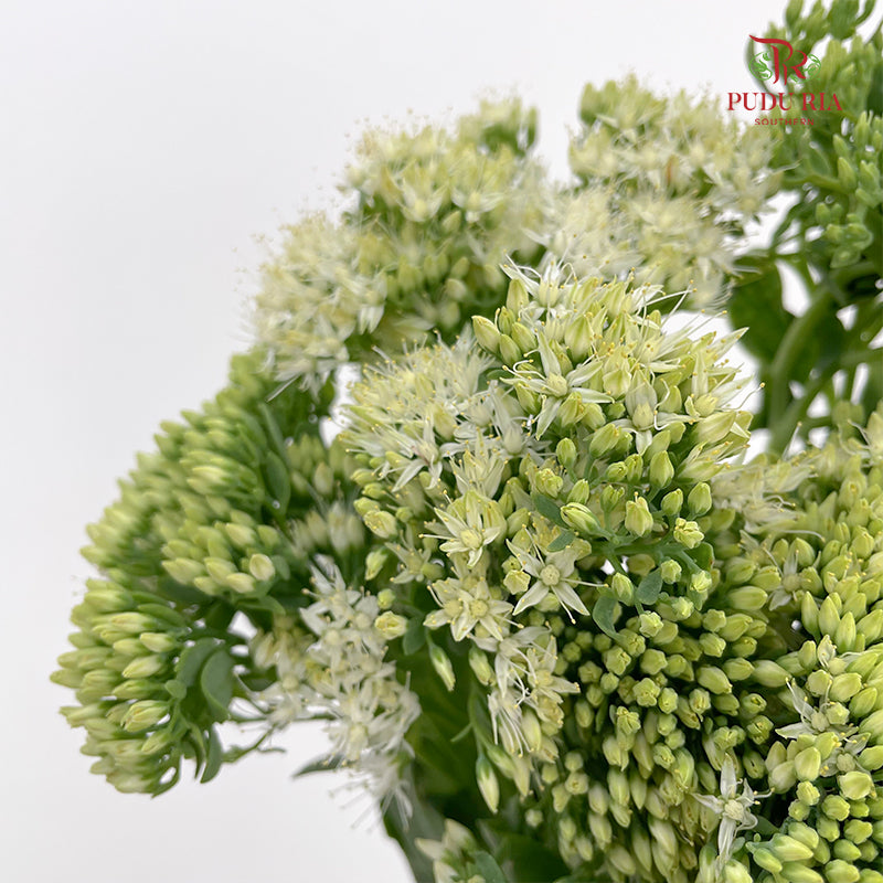 Sedum White - (Per Bundle)