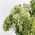 Sedum White - (Per Bundle)