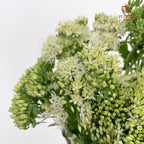 Sedum White - (Per Bundle)