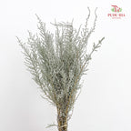Stoebe Plumosa 帚鼠曲属 - (Per Bundle)
