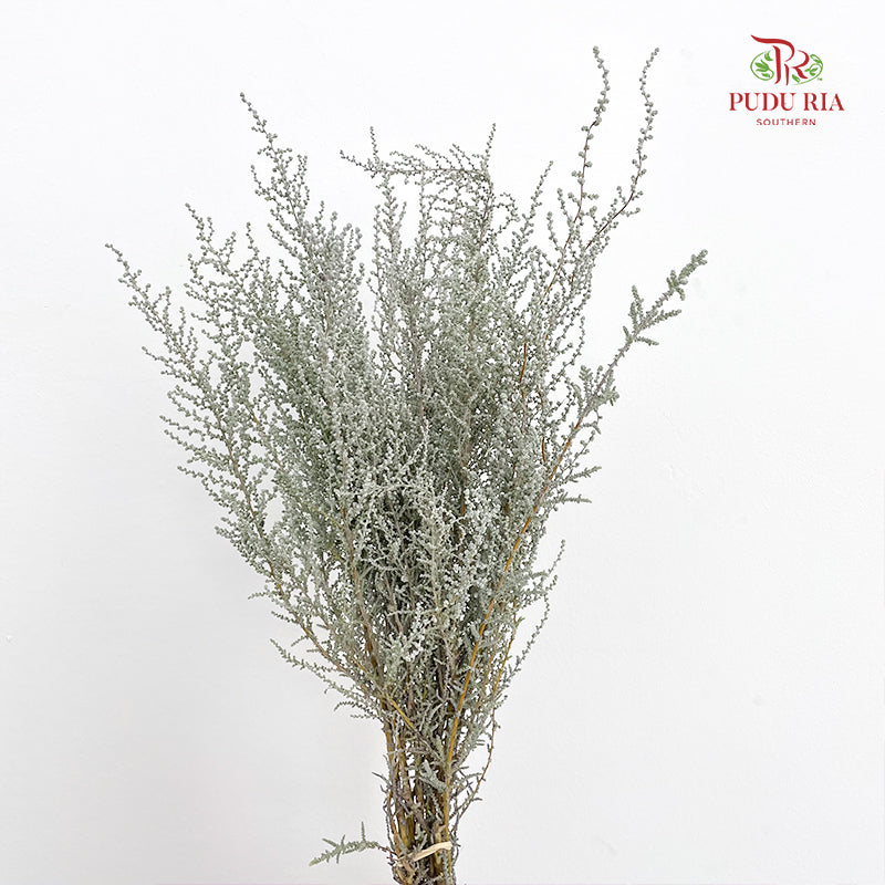 Stoebe Plumosa 帚鼠曲属 - (Per Bundle)