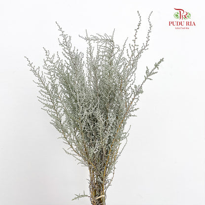 Stoebe Plumosa 帚鼠曲属 - (Per Bundle)