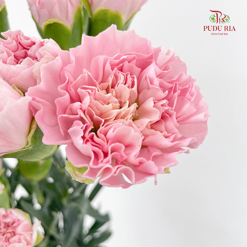 Carnation Soft Pink (18-20 Stems)