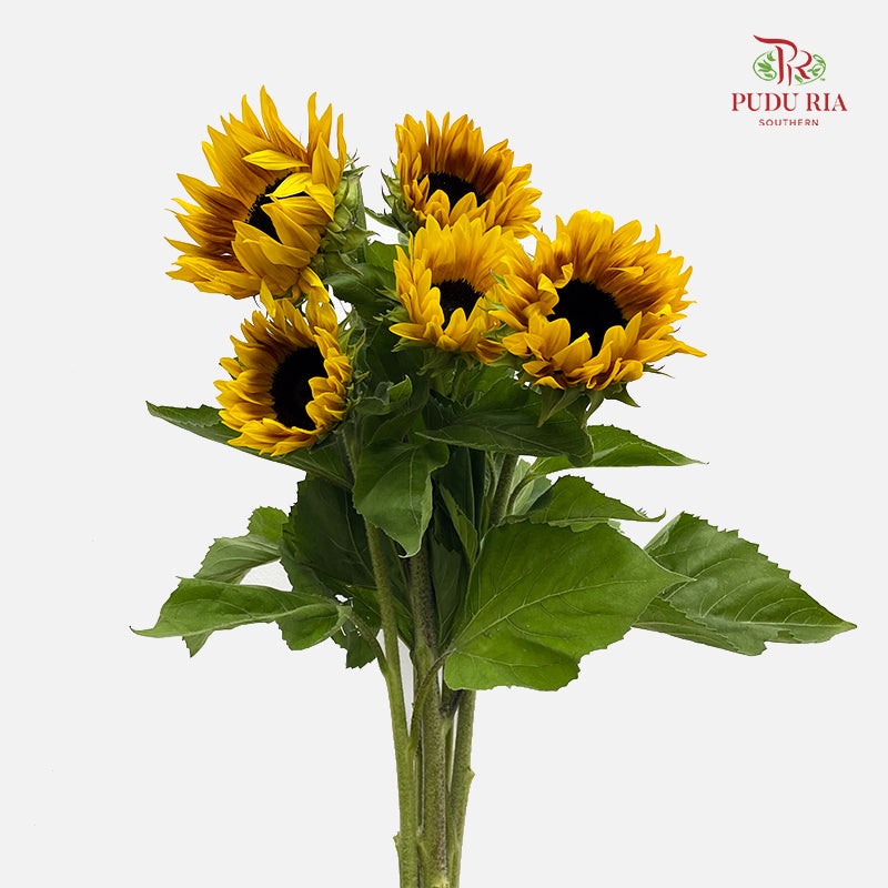 Sunflowers Yellow 向日葵 - (5 Stems)