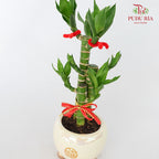 CNY Potted Plant Arrangement 2024#11