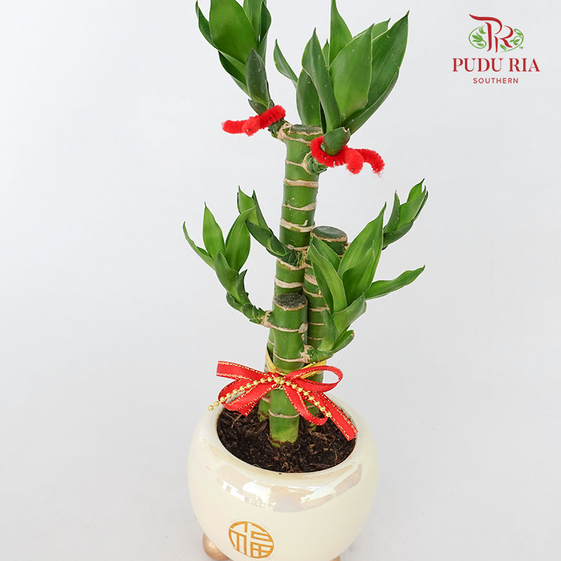 CNY Potted Plant Arrangement 2024#11