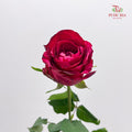 Rose Luck Fairy - (8-10 Stems)