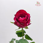 Rose Luck Fairy - (8-10 Stems)