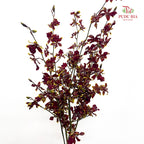 Dancing Lady Brown 文心兰 - (5 Stems)