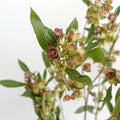Dodonaea Viscosa - Pudu Ria Florist Southern