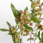Dodonaea Viscosa - Pudu Ria Florist Southern