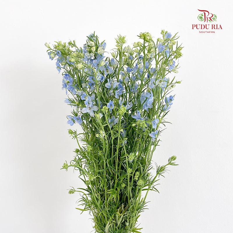Delphinium Mini Blue - (Per Bundle)