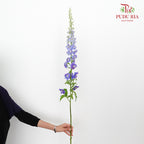 Delphinium Delladonra Blue - 5 Stems - Pudu Ria Florist Southern