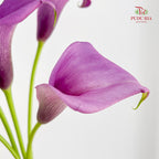 Calla Lily Purple 海芋 - (5 Stems)